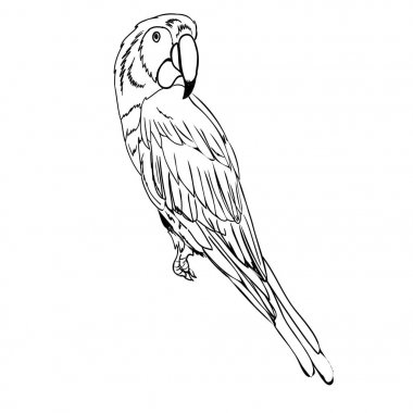 papağan kuş, vektör, illüstrasyon