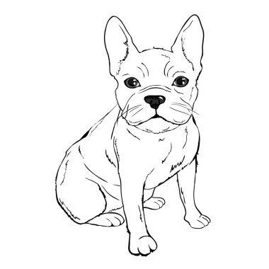 Bulldog model, vektör, illüstrasyon