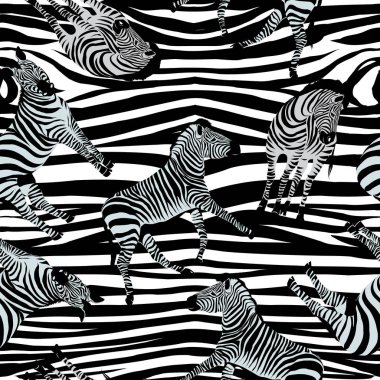Zebra desen, vektör, illüstrasyon