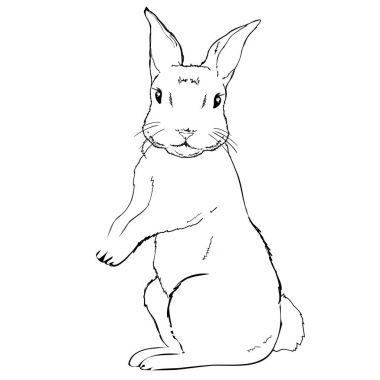 Tavşan, hayvan, illüstrasyon, vektör