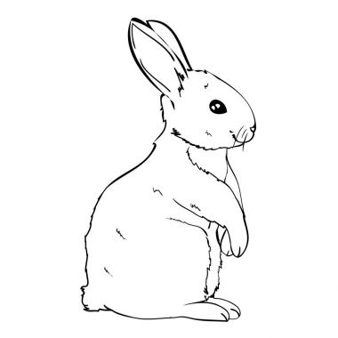Tavşan, hayvan, illüstrasyon, vektör