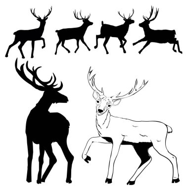 geyik model, vektör, illüstrasyon