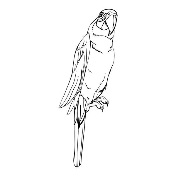 Papuga ptak, wektor, ilustracja — Wektor stockowy