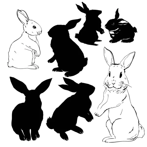 Conejo, animal, ilustración, vector — Vector de stock