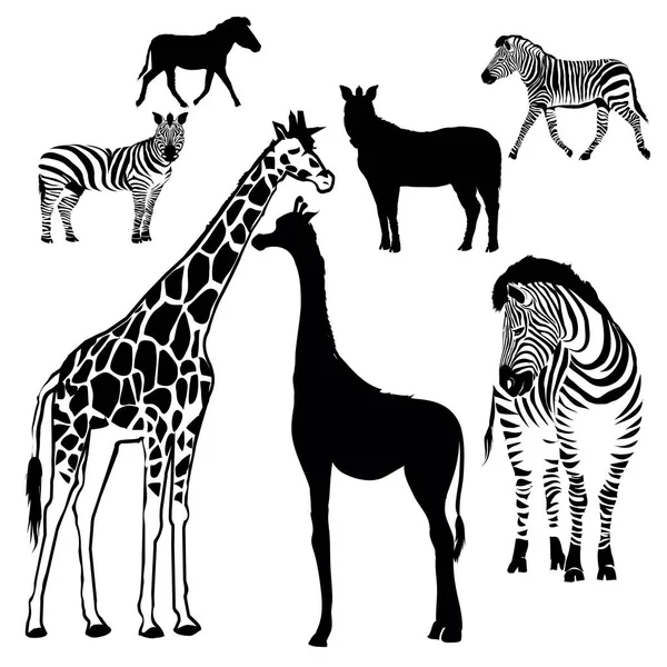 Animal Silhouette Zebra Giraffe Tropics — Stock Vector