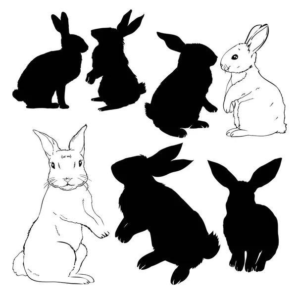Kanin, djur, illustration vektor — Stock vektor