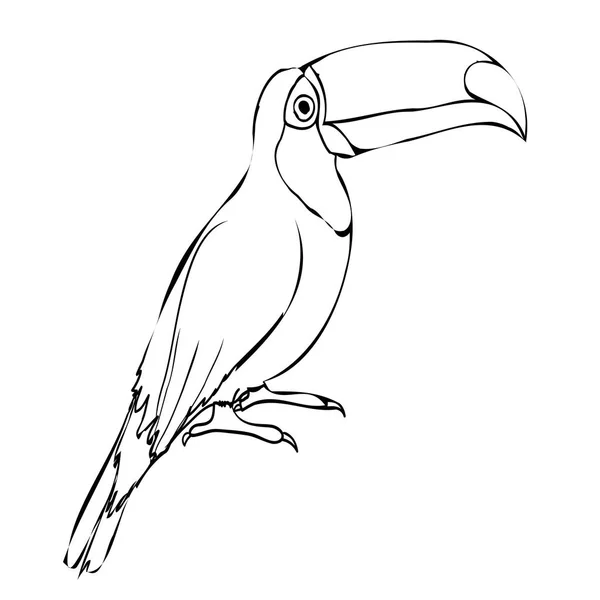 Toekan, vogel, vector illustratie — Stockvector