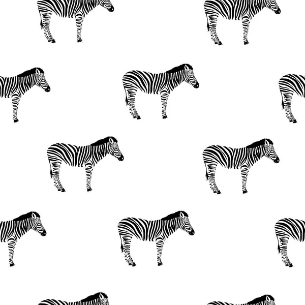 Zebra desen, vektör, illüstrasyon