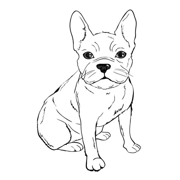 Patrón bulldog, vector, ilustración — Vector de stock