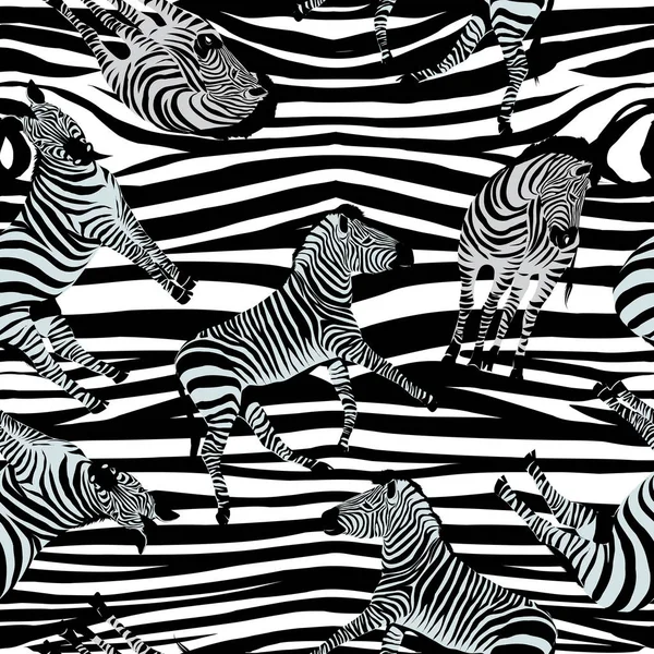 Zebra desen, vektör, illüstrasyon