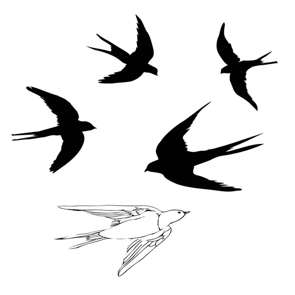 Rondini uccelli, illustrazione, vettore — Vettoriale Stock