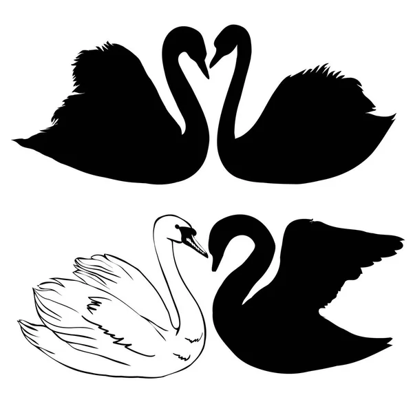 Patrón sin costuras con cisnes blancos. Cisnes blancos sobre fondo negro. Ilustración vectorial . — Vector de stock