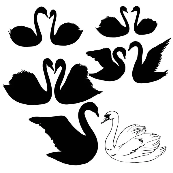 Patrón sin costuras con cisnes blancos. Cisnes blancos sobre fondo negro. Ilustración vectorial . — Vector de stock