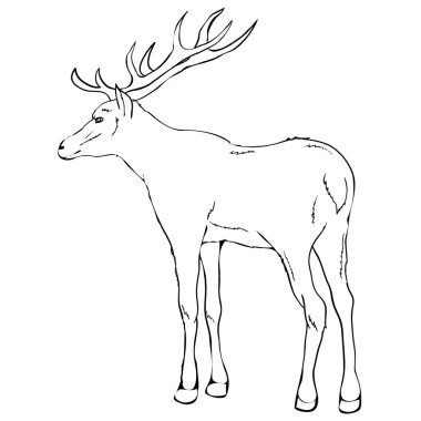 geyik model, vektör, illüstrasyon