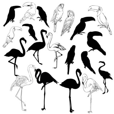 kuş siluet, illüstrasyon, vektör