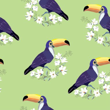 Tukan, kuş, vektör, illüstrasyon