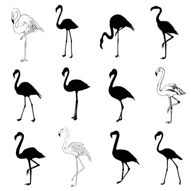 Flamingo, kuş, vektör, illüstrasyon