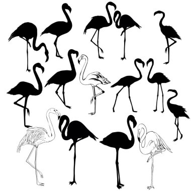 Flamingo, kuş, vektör, illüstrasyon