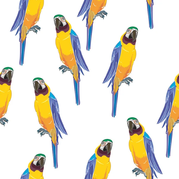 papağan kuş, vektör, illüstrasyon