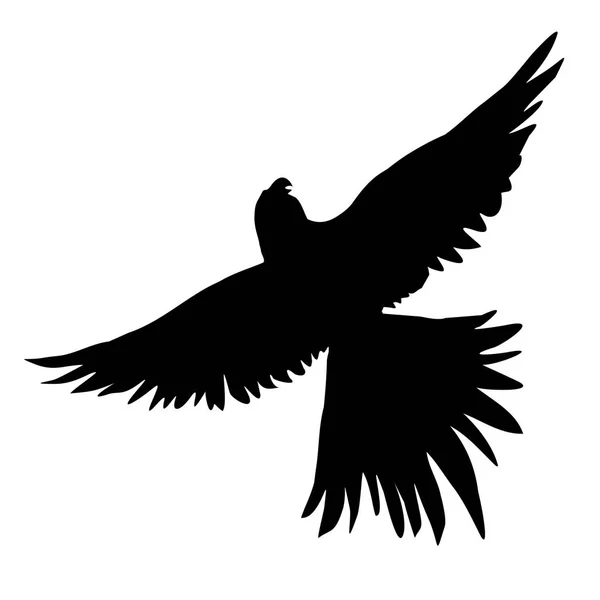 Птица попугай, вектор, иллюстрация — стоковый вектор