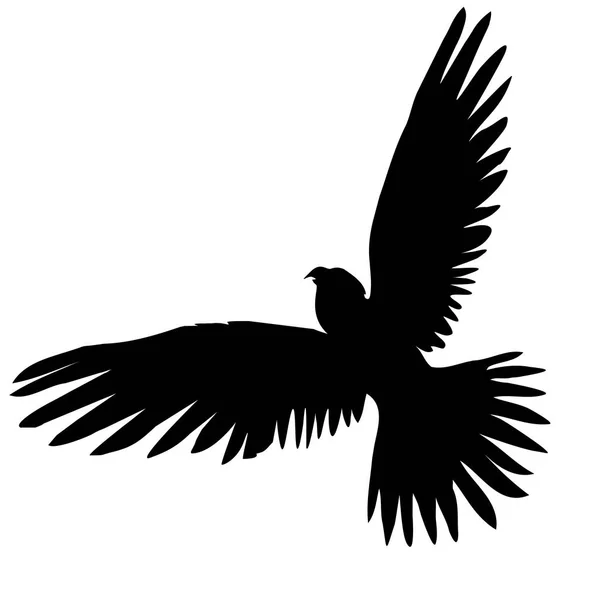 Pappagallo uccello, vettore, illustrazione — Vettoriale Stock