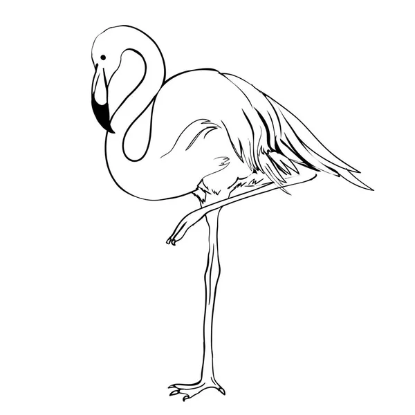 Векторная иллюстрация фламинго. В стиле Дудла. Изолированные на белом — стоковый вектор
