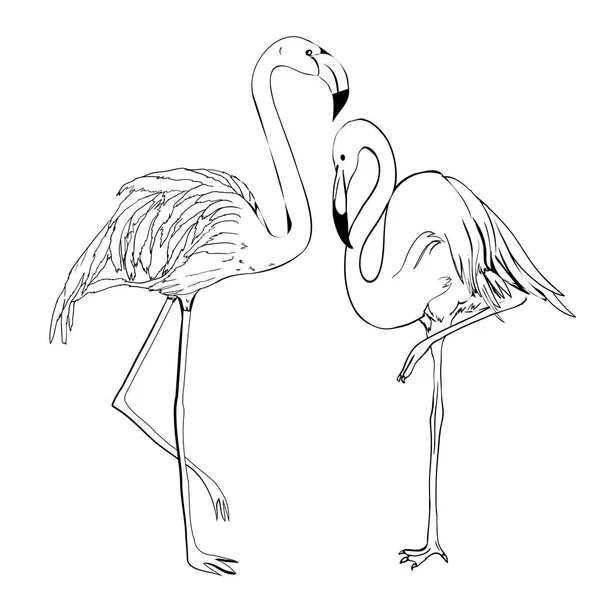 Flamingo vektorové ilustrace. Doodle styl. Izolované na bílém ba — Stockový vektor