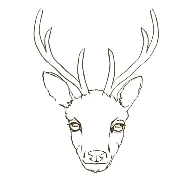 Deer sketch, animal, vector, illustration, — Stock Vector