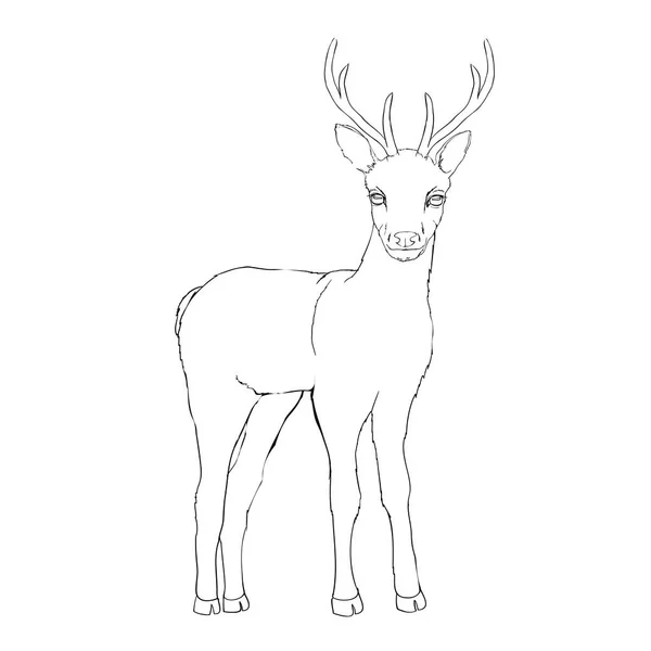 Deer sketch, animal, vector, illustration, — Stock Vector