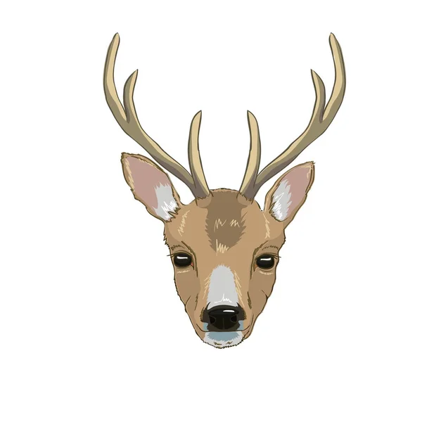 Deer head, vector, illustration — Stock Vector