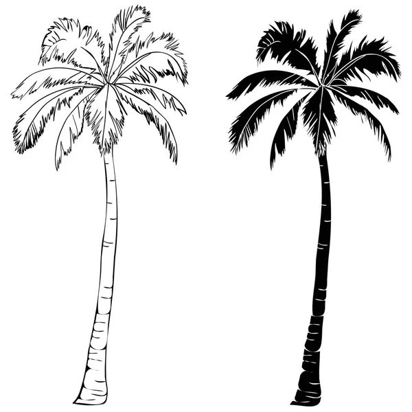 Fekete vektor egyetlen palm fa sziluettje ikon elszigetelt — Stock Vector