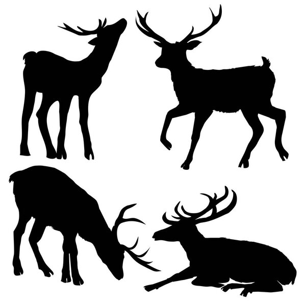 deer animal, vector, illustration,
