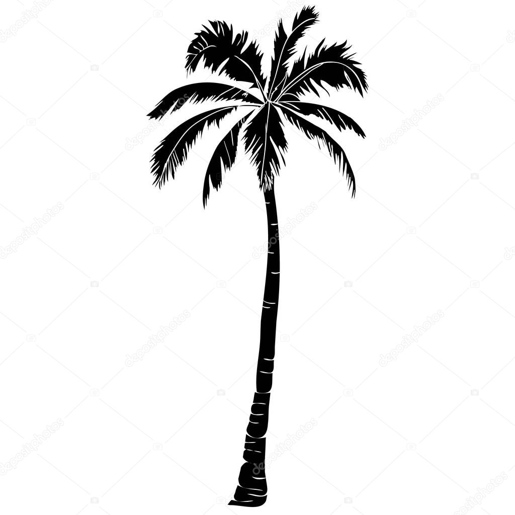 Black vector single palm tree silhouette icon isolated