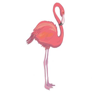 Vektör çizim pembe flamingo. Egzotik kuş. Serin flamingo de