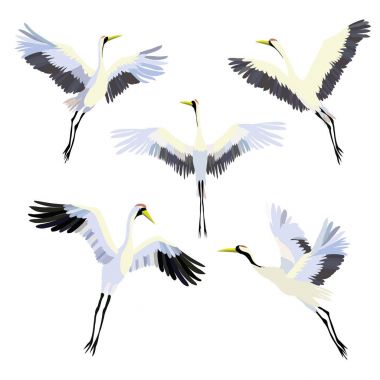 Vektör çizimler kuş vinç suluboya kümesi. Beyaz leylek .
