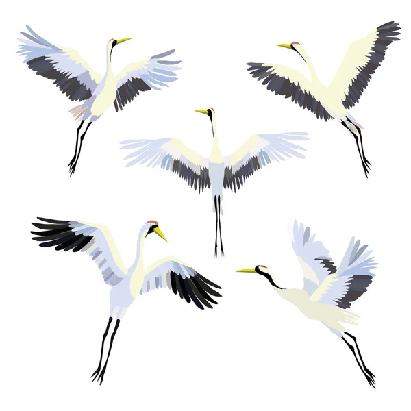 Ensemble vectoriel aquarelle d'illustrations grue à oiseaux. Cigogne blanche  . — Image vectorielle