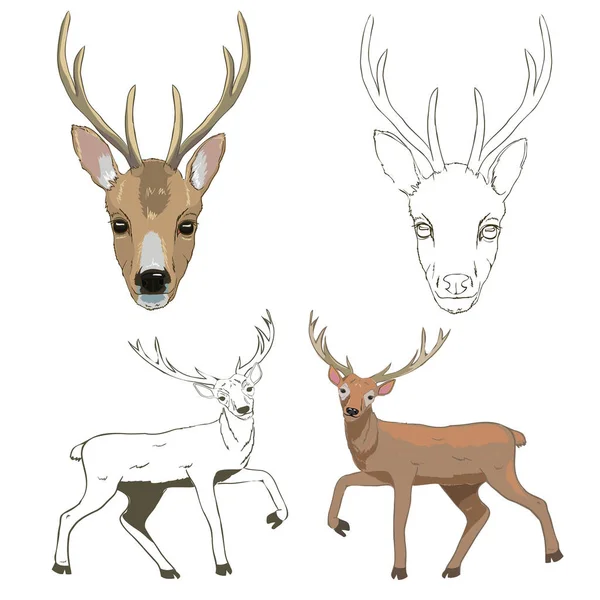 Dibujo de venado, conjunto, vector, ilustración — Vector de stock