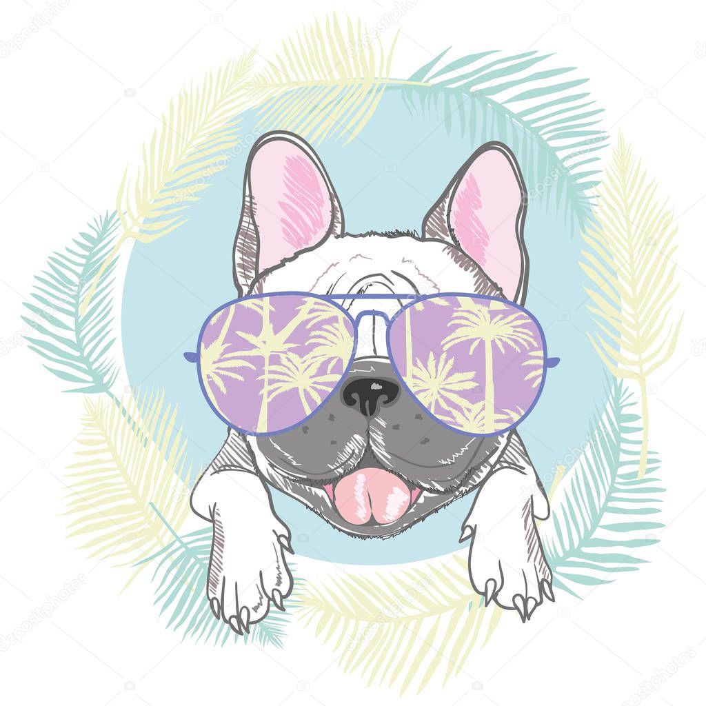 French bulldog head isolated on white background. Vector illustr