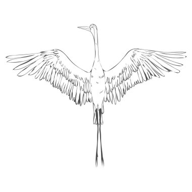 Vektör çizimler kuş vinç suluboya kümesi. Beyaz leylek .
