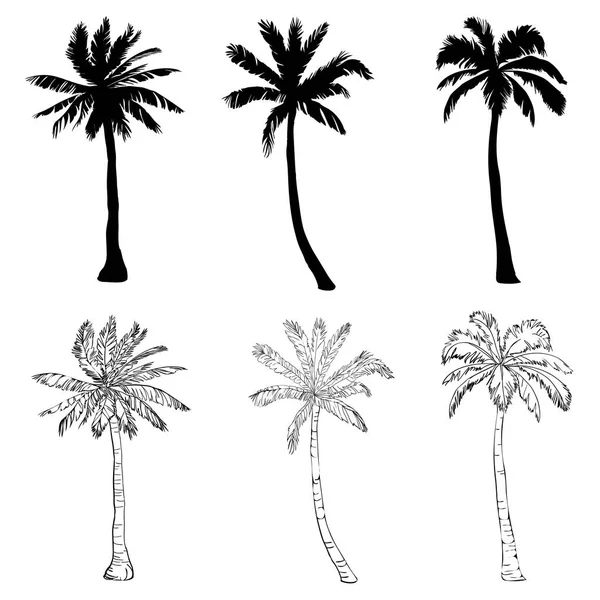 Vektor palm fa sziluettje ikonok fehér háttér. — Stock Vector