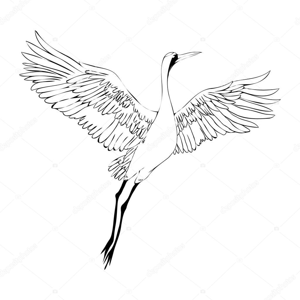Vector watercolor set of illustrations bird crane. White stork .