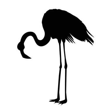 pembe, Afrika, Gaga, güzellik, bacak, yaban hayatı, plaj, çizgi film, darbe