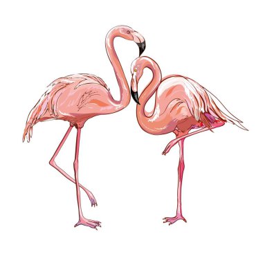 Flamingo üzerinde arka izole. Tek ayak üzerinde pembe flamingo duran. Afrika egzotik kuş. Vektör