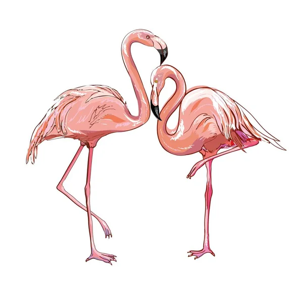 Flamingo izolované na pozadí. Růžový plameňák stojící na jedné noze. Africké exotických ptáků. Vektor — Stockový vektor