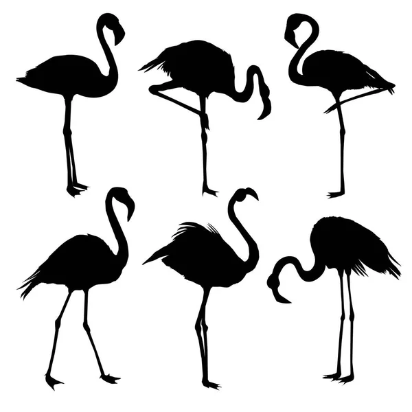 Illustration avec ensemble de sept silhouettes de flamants roses isolées sur fond blanc — Image vectorielle