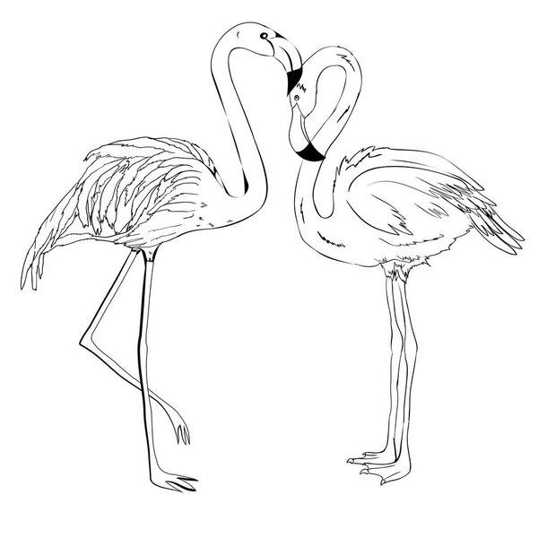 Flamingo vector illustration. Doodle style. Isolated on white background. Flamingo hand draw. Cloth, print, design, icon, logo, poster, textile, paper, card, cloth, wrapping, wallpaper. Eps10