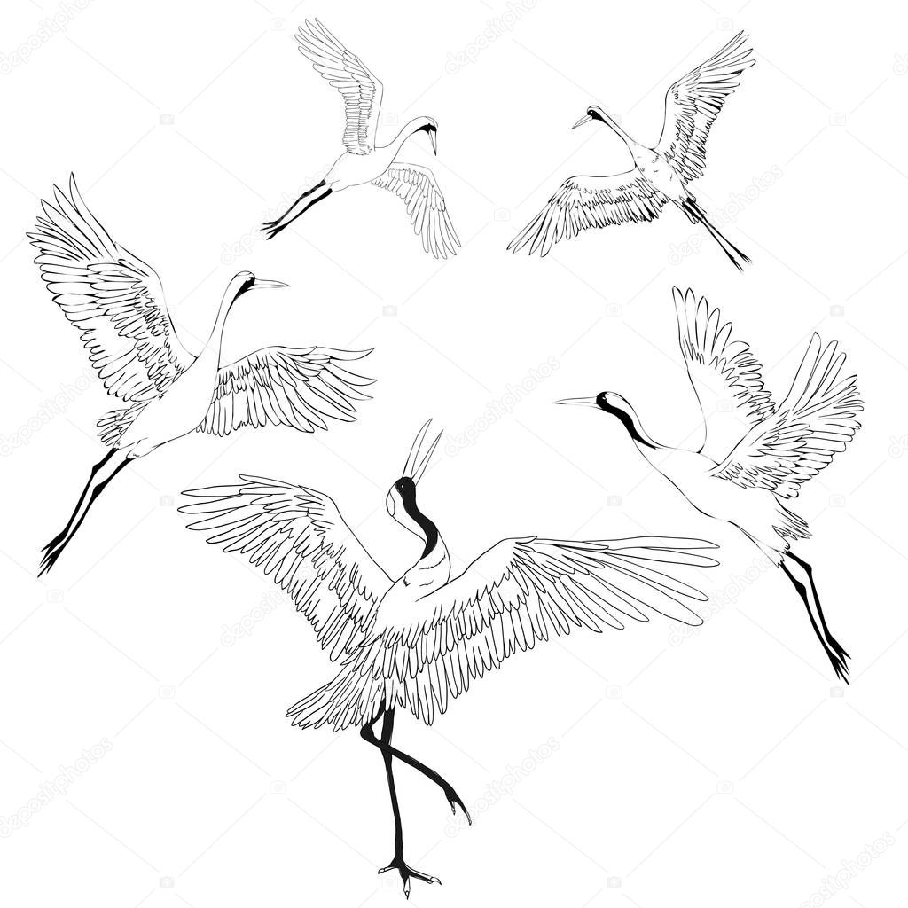 Crane. A bird in flight. Design element. Vector.