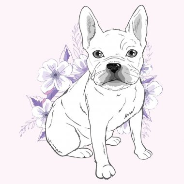 Fransız bulldog, beyaz arka planda oturuyor.