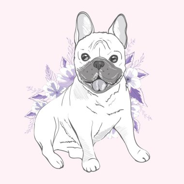 Fransız bulldog, beyaz arka planda oturuyor.