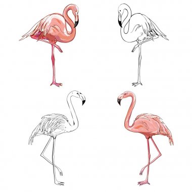 flamingolar çizim ver. vektör çizim